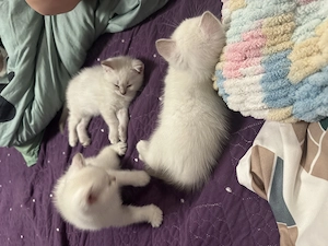 British shorthair color point - imagine 2