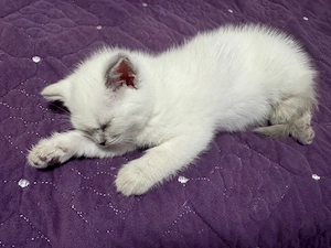 British shorthair color point - imagine 6