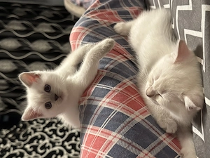 British shorthair color point