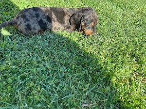 Teckel  arlechini !  - imagine 2