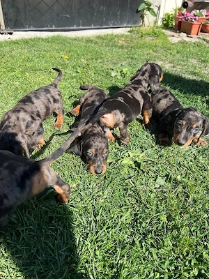 Teckel  arlechini !  - imagine 3