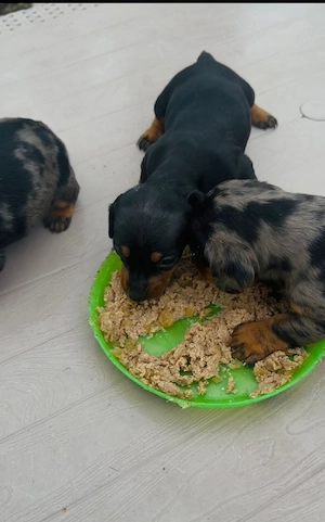 Teckel  arlechini !  - imagine 4