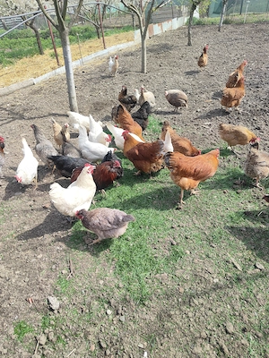 Găini de casa de vânzare  - imagine 2