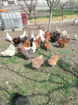 Găini de casa de vânzare 