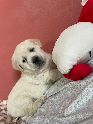 labrador golden argintiu