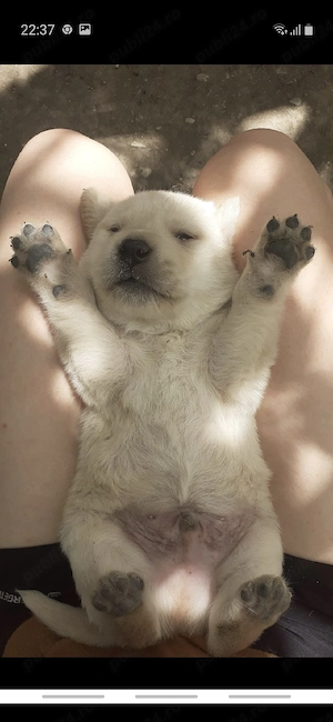 labrador golden argintiu - imagine 4