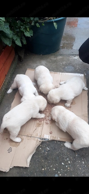 labrador golden argintiu - imagine 3