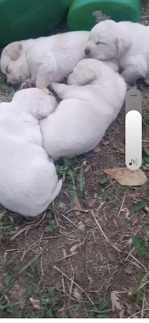 labrador golden argintiu - imagine 2