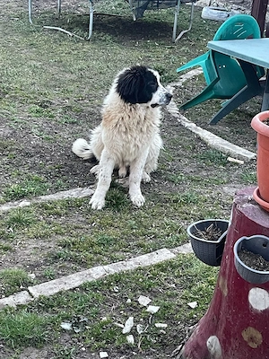 Ciobanesc de Bucovina, 8 luni