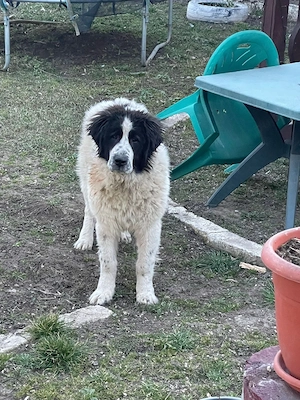 Ciobanesc de Bucovina mascul 8 luni