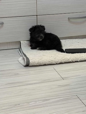 Pui bichon Maltez - imagine 2