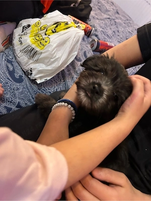 Pui bichon Maltez - imagine 3