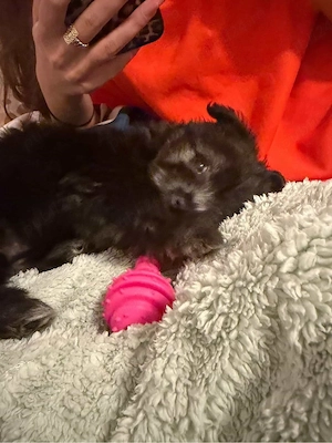 Pui bichon Maltez - imagine 4