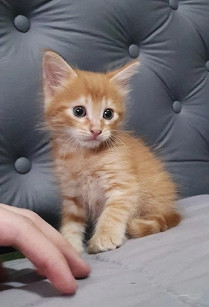 Siberiana de Pădure 