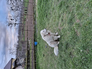 Câine de vânzare - imagine 3