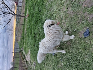 Câine de vânzare - imagine 4