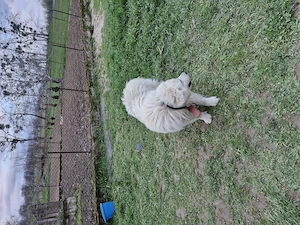 Câine de vânzare - imagine 5