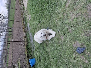 Câine de vânzare - imagine 2