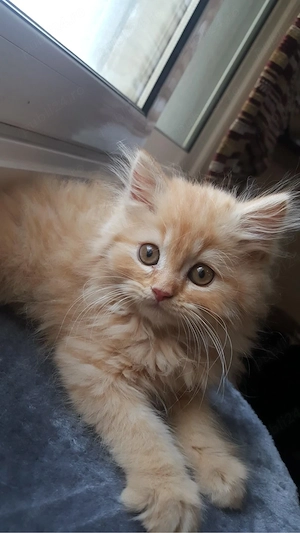 Siberiană de pădure pisoiași