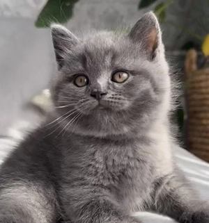 British shorthair pisoiași