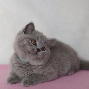 British shorthair pui - imagine 2