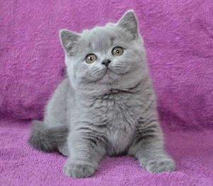 British shorthair pui