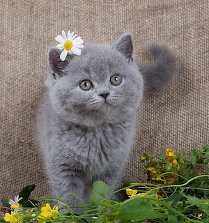 British shorthair pui - imagine 3