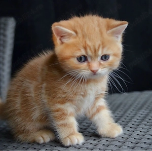 British shorthair puiuți - imagine 2