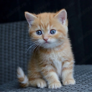 British shorthair puiuți