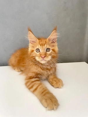 Maine coon pisoiași