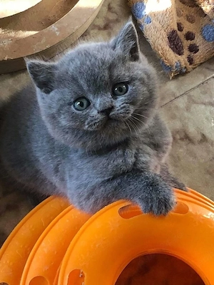 British shorthair 