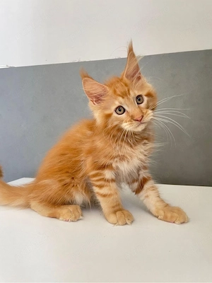 Maine coon pisoiași - imagine 3