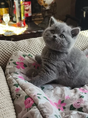 British shorthair puiuți