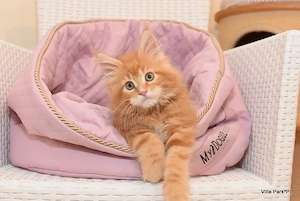 Maine coon puiuți superbi