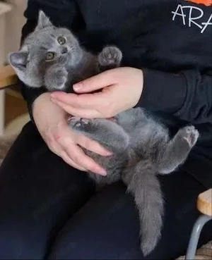 British shorthair pui