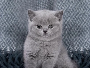 British shorthair   băieței și fetițe - imagine 2