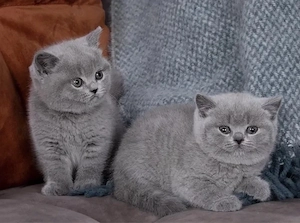 British shorthair   băieței și fetițe