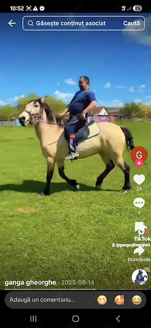 vând mânză de patru ani