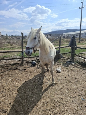 Vând iapă de 10 ani - imagine 3