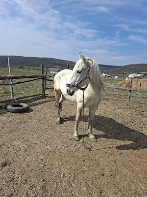 Vând iapă de 10 ani - imagine 2