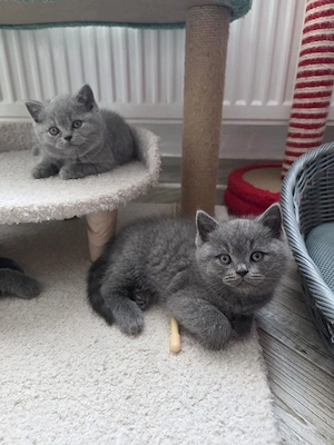 British Shorthair 