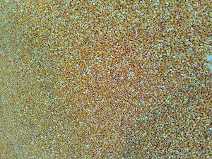 Vând porumb boabe sau știuleți 