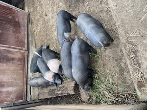 Vând purcei Bazna 10 săptămâni 