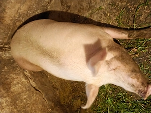 Porci vânzare Bihor 