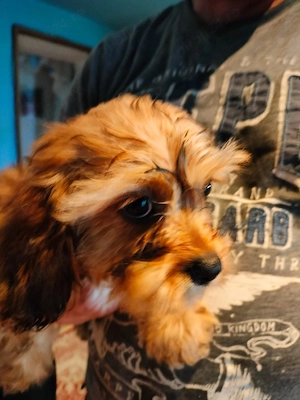 Cavapoo Baetel de vinzare