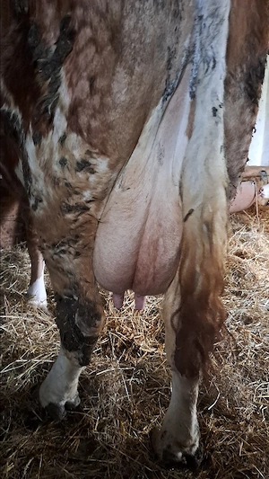 Vacă cu vițea - imagine 2