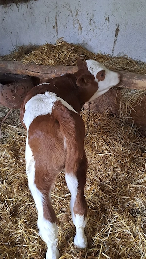 Vacă cu vițea - imagine 3