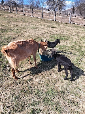 Capre cu iezi - imagine 2