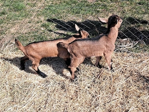 Capre cu iezi - imagine 3