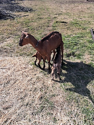 Capre cu iezi - imagine 4